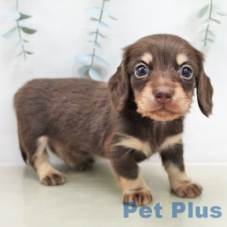 ミニチュア・ダックスフンド