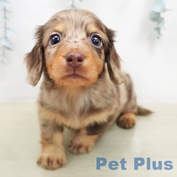 ミニチュア・ダックスフンド