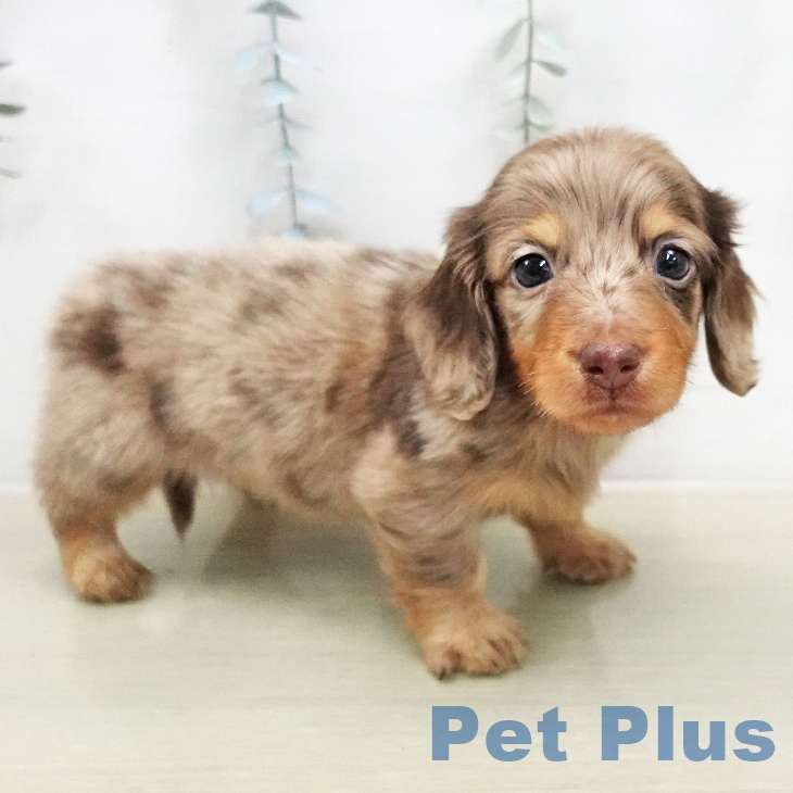 ミニチュア・ダックスフンドの写真2