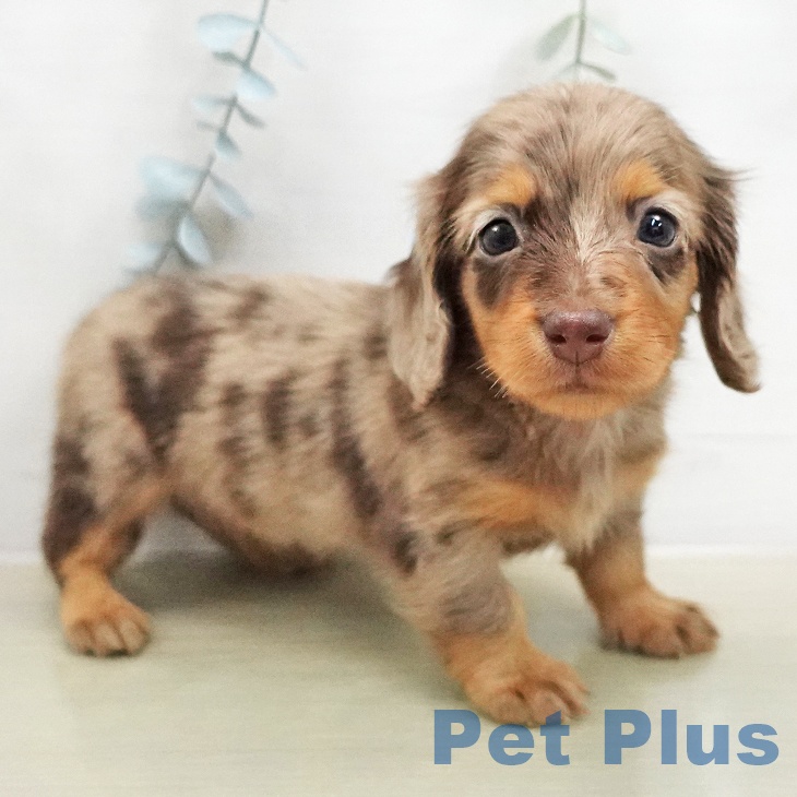 ミニチュア・ダックスフンドの写真2