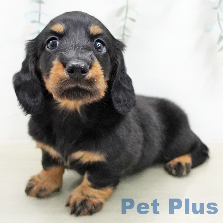 ミニチュア・ダックスフンド