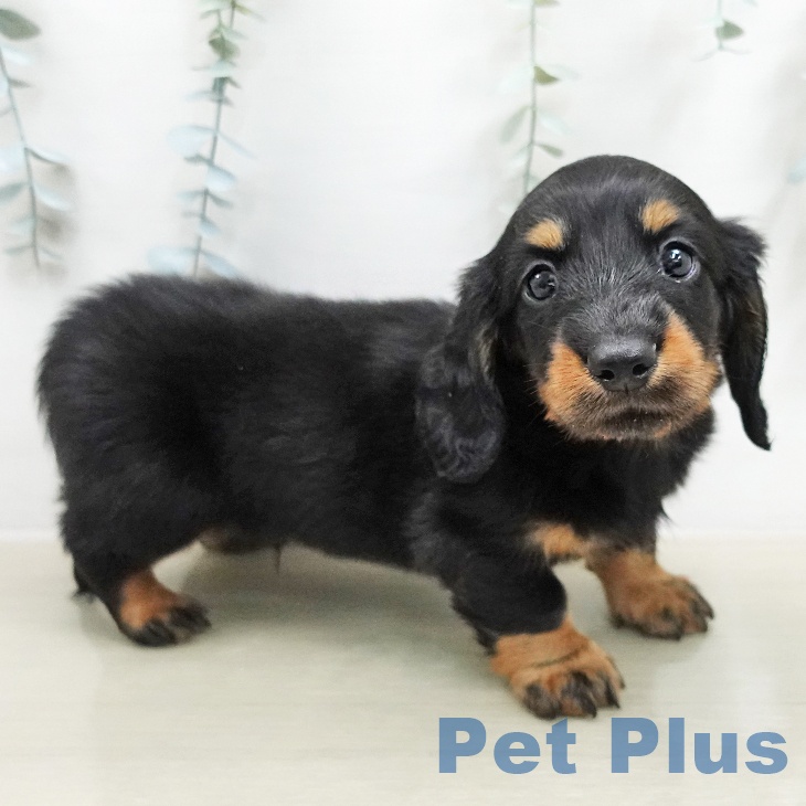 ミニチュア・ダックスフンドの写真2