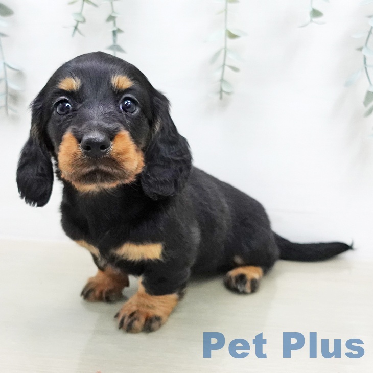 ミニチュア・ダックスフンド