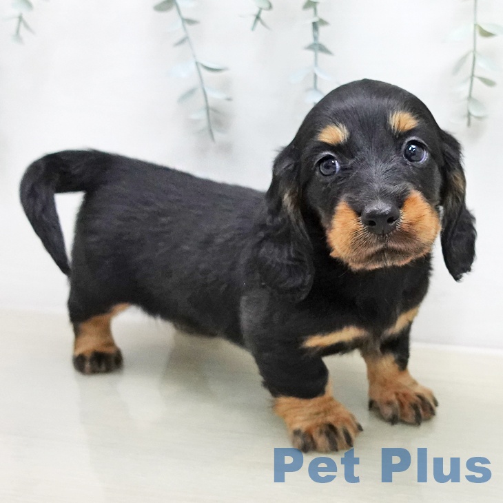 ミニチュア・ダックスフンドの写真2