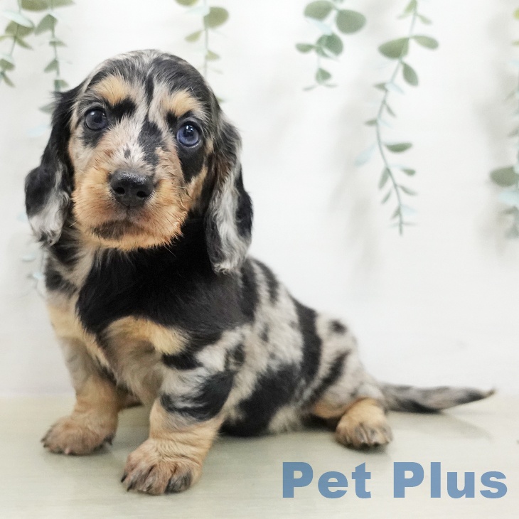 ミニチュア・ダックスフンド