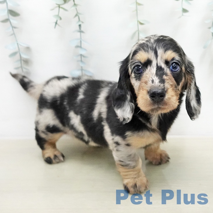 ミニチュア・ダックスフンドの写真2