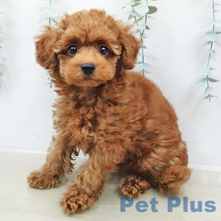 トイ・プードル