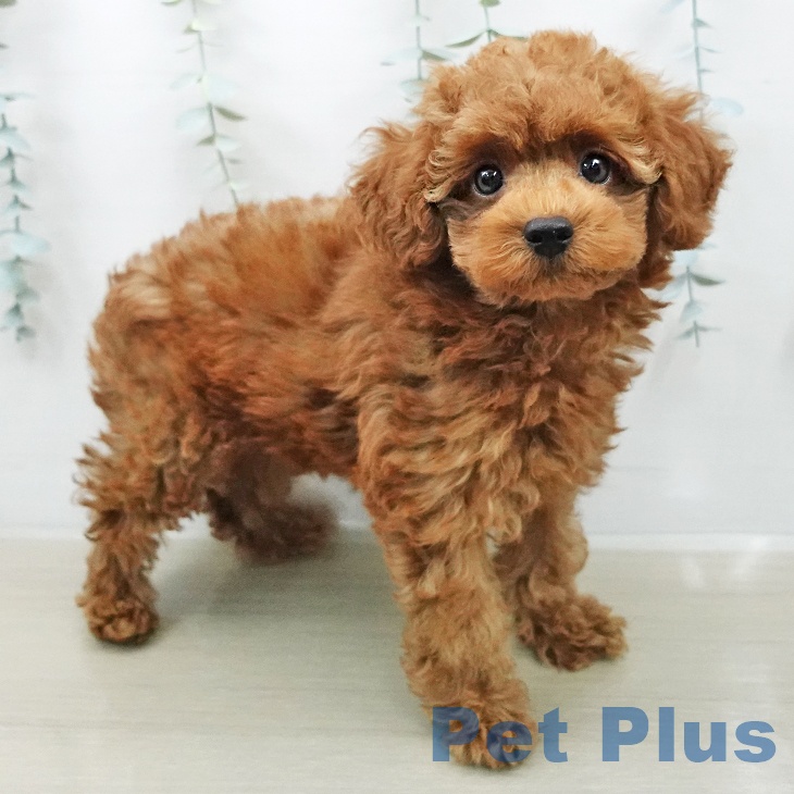 トイ・プードルの写真2