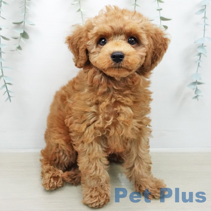 トイ・プードル