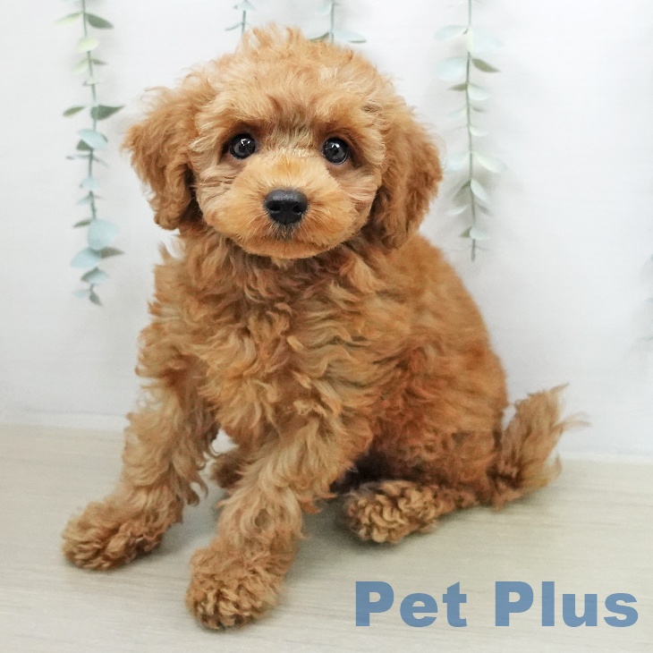 トイ・プードルの写真2