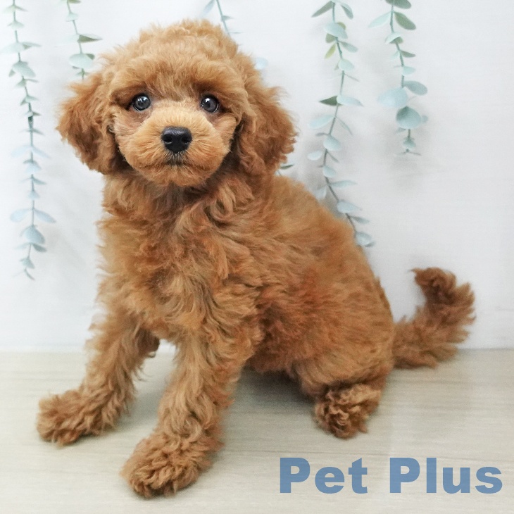 トイ・プードル