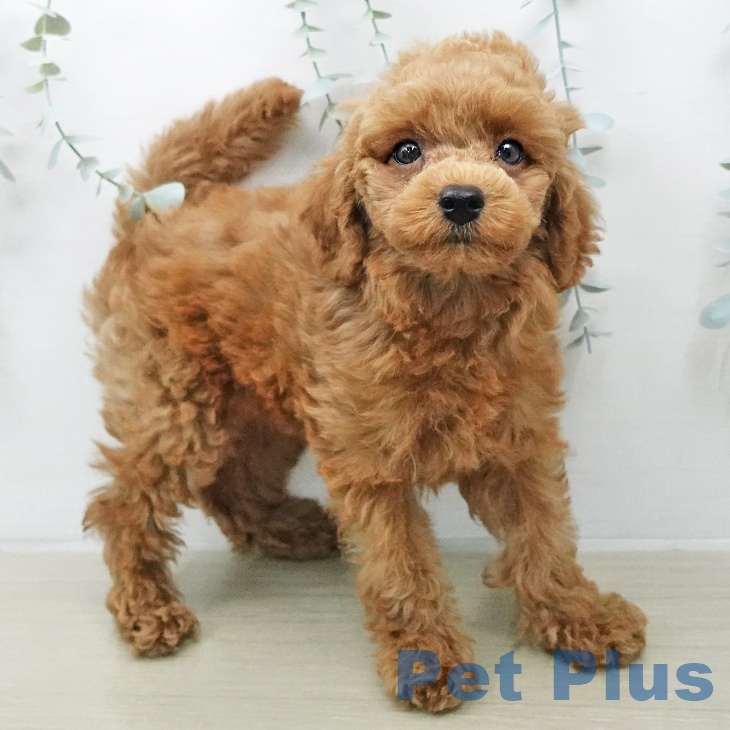 トイ・プードルの写真2