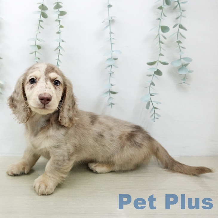 ミニチュア・ダックスフンドの写真2