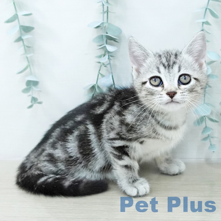 アメリカンショートヘア