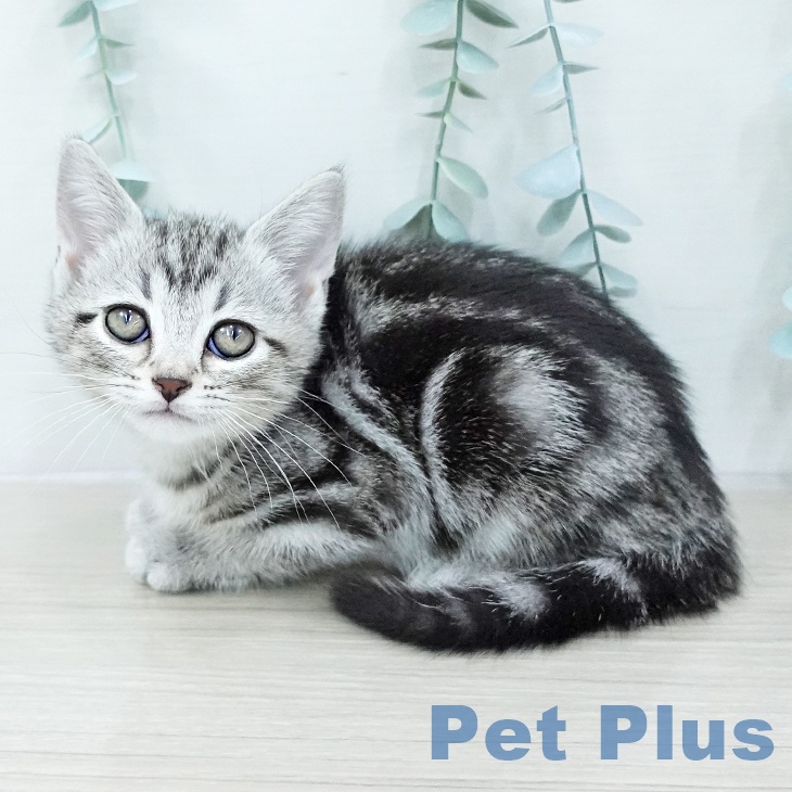 アメリカンショートヘアの写真2