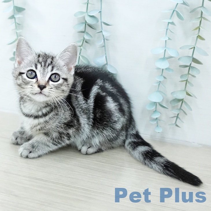 アメリカンショートヘア