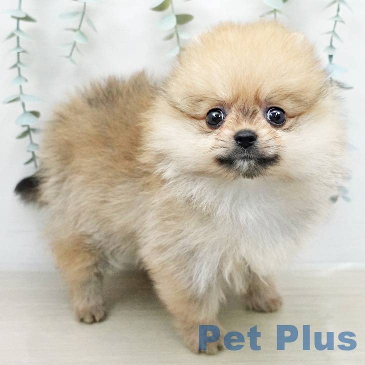 ポメラニアンの写真2