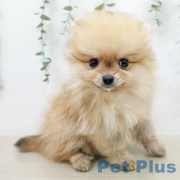 ポメラニアンの写真2