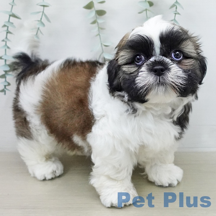 シー・ズーの写真2