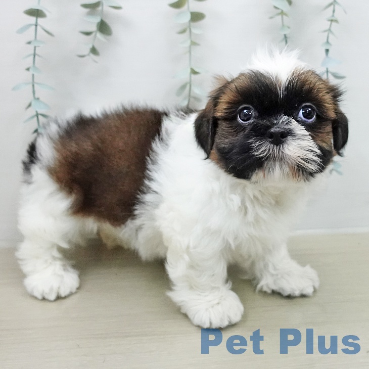 シー・ズーの写真2