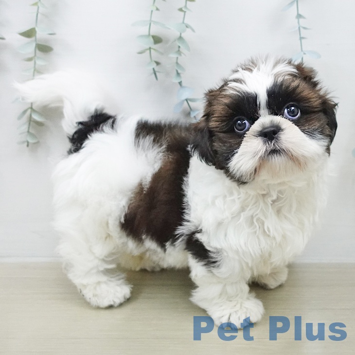 シー・ズーの写真2