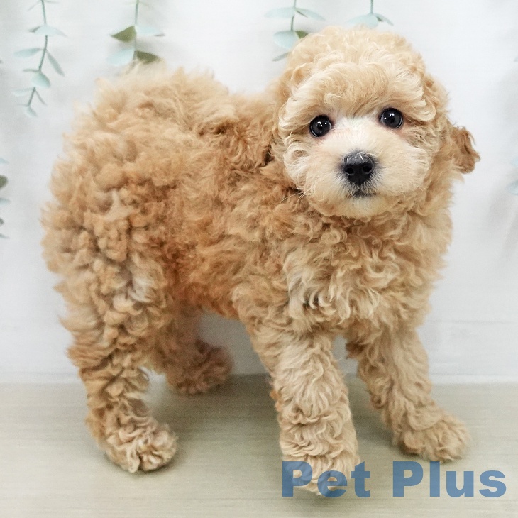 トイ・プードル