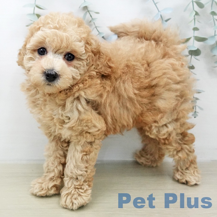 トイ・プードルの写真2
