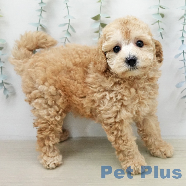 トイ・プードルの写真2