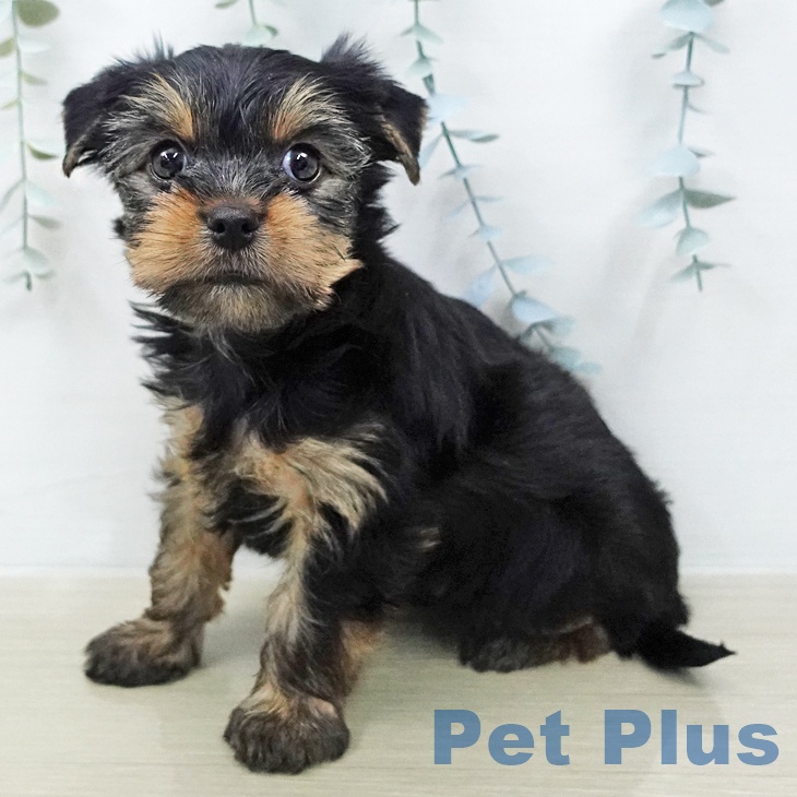 ヨークシャー・テリア