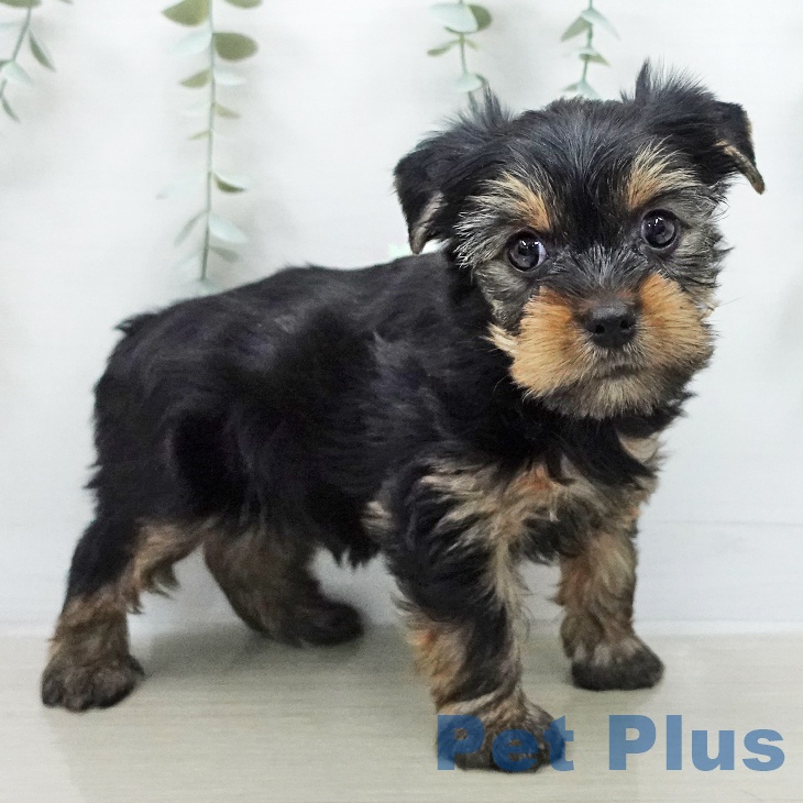 ヨークシャー・テリアの写真2