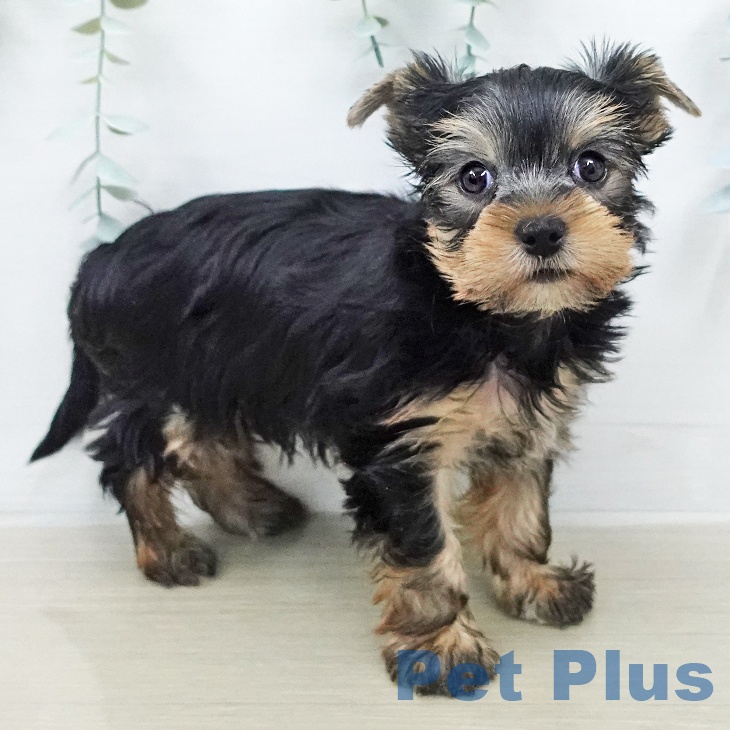 ヨークシャー・テリア