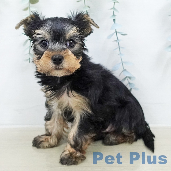 ヨークシャー・テリアの写真2