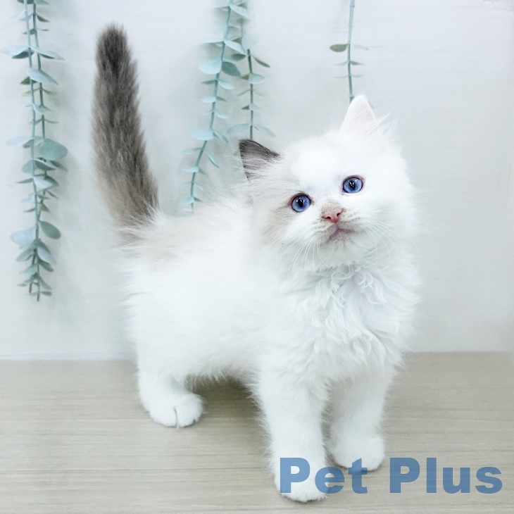 ラグドールの写真2