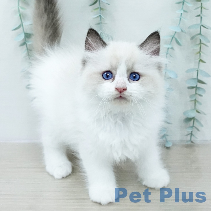 ラグドールの写真2