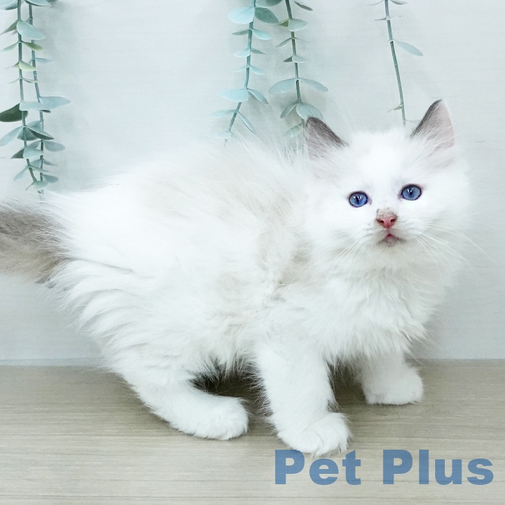 ラグドールの写真2