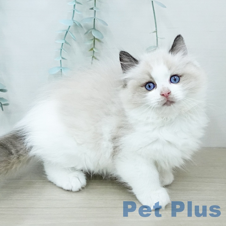 ラグドールの写真2