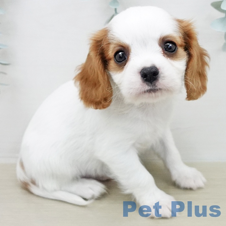 キャバリア・キングチャールズ・スパニエル