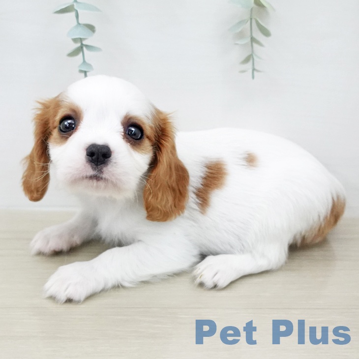 キャバリア・キングチャールズ・スパニエルの写真2