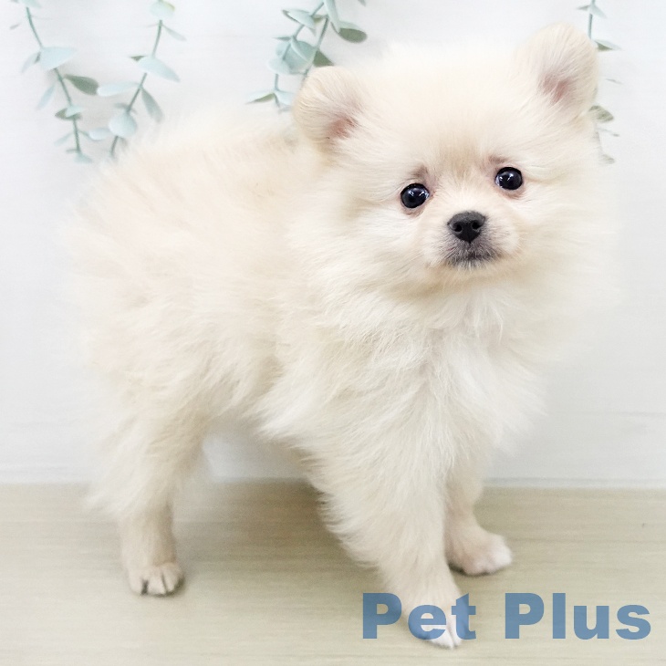 ポメラニアンの写真2