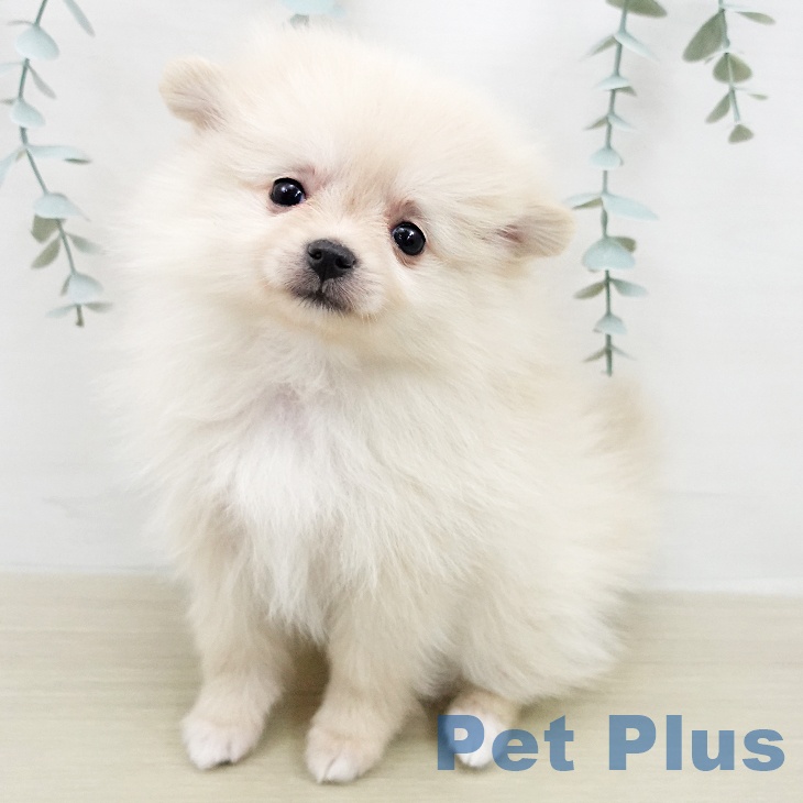 ポメラニアンの写真2