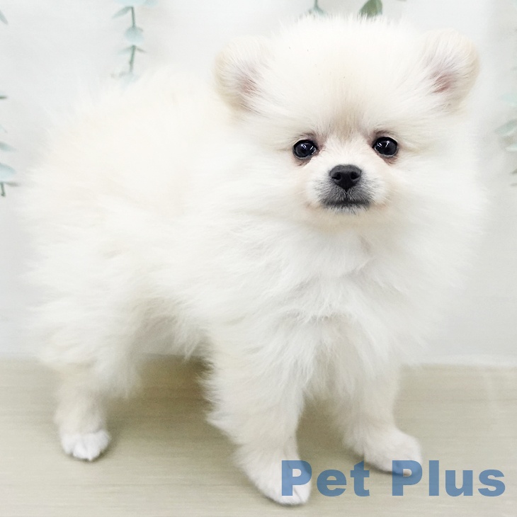 ポメラニアンの写真2