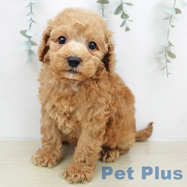 トイ・プードル