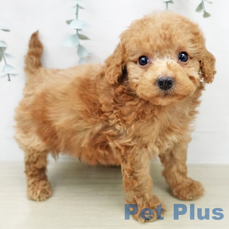 トイ・プードル