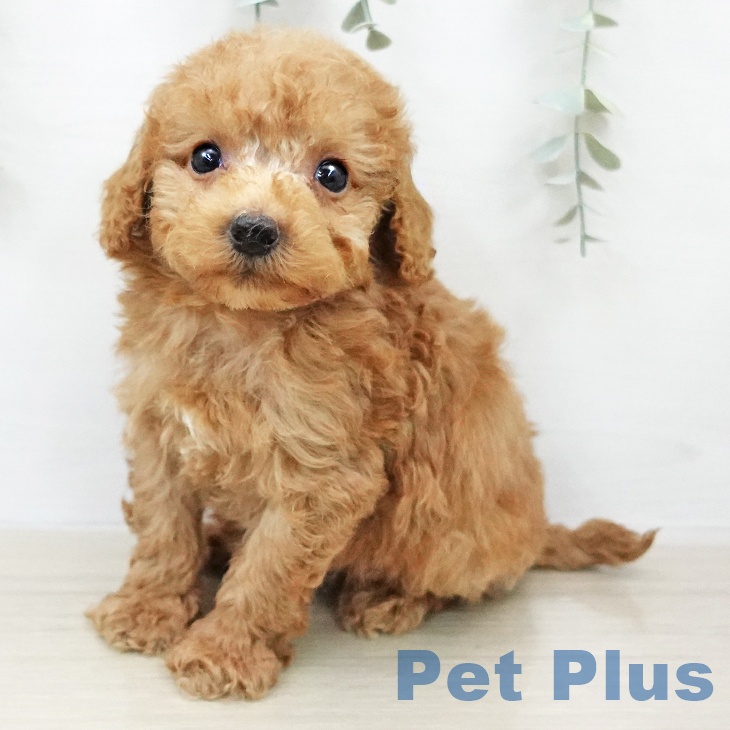 トイ・プードルの写真2