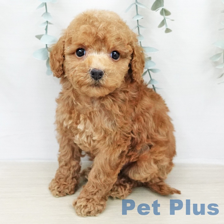 トイ・プードル