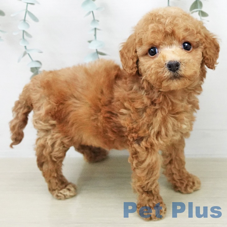 トイ・プードルの写真2