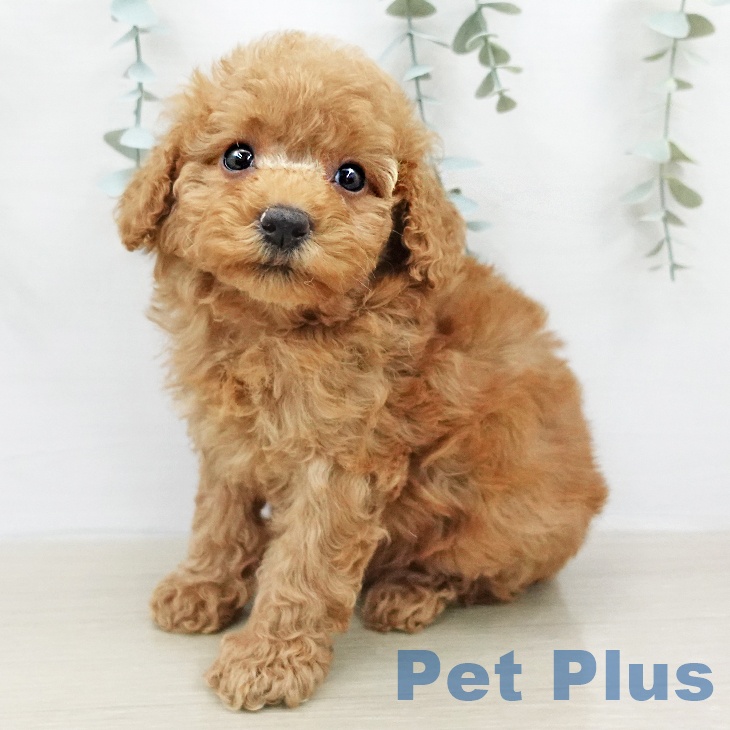 トイ・プードル