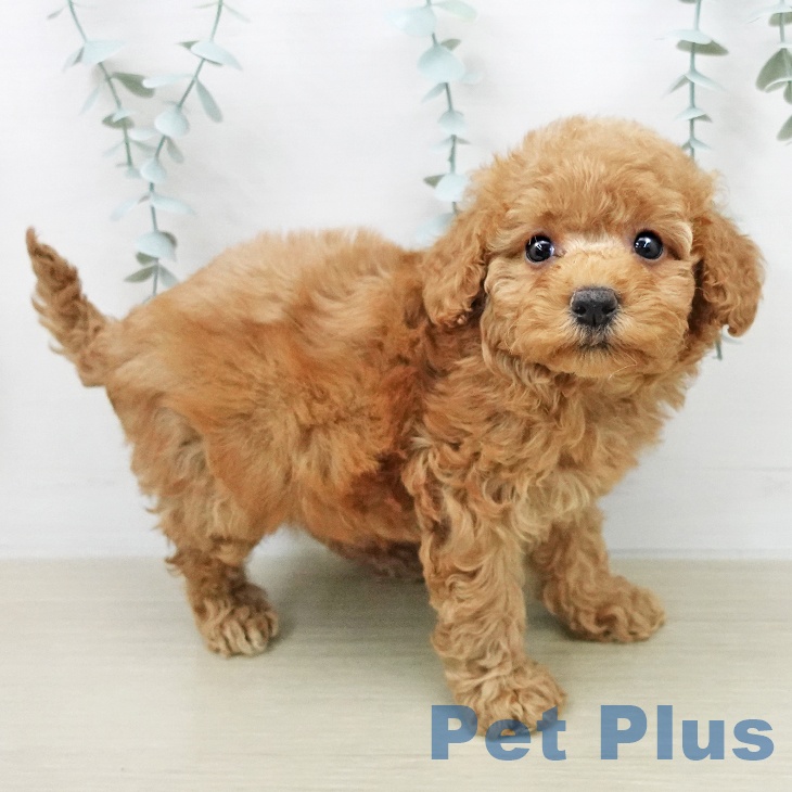 トイ・プードルの写真2