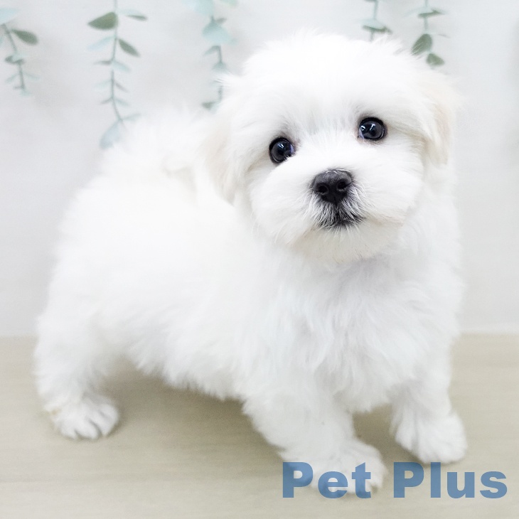 マルチーズの写真2