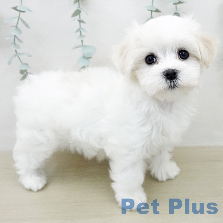 マルチーズの写真2